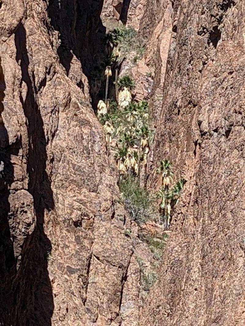 Palm Canyon Trail: A Hidden Oasis You Have To See To Believe Palm Canyon Trail: A Hidden Oasis You Have To See To Believe