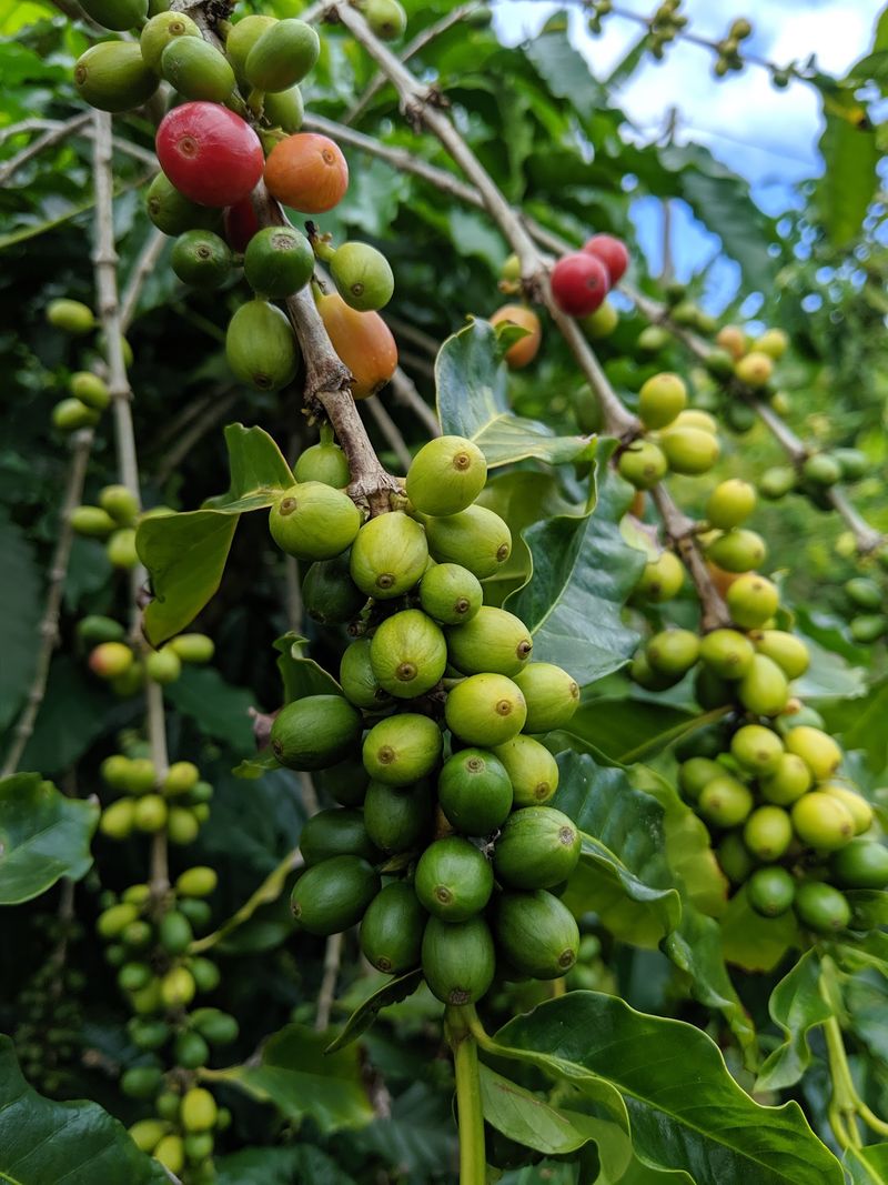 Peaberry and the Rare Bean Lineup