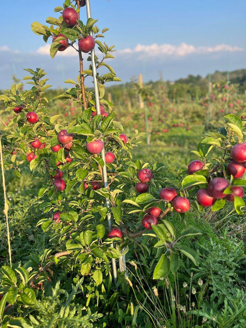 Peace Valley Orchard, Chalfont, PA