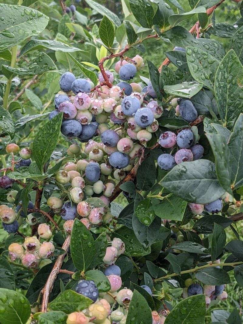 Peaches And Berries In The Warmer Months