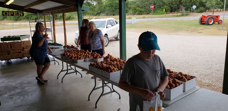 Peaches Picked From The Trees That Grew Them