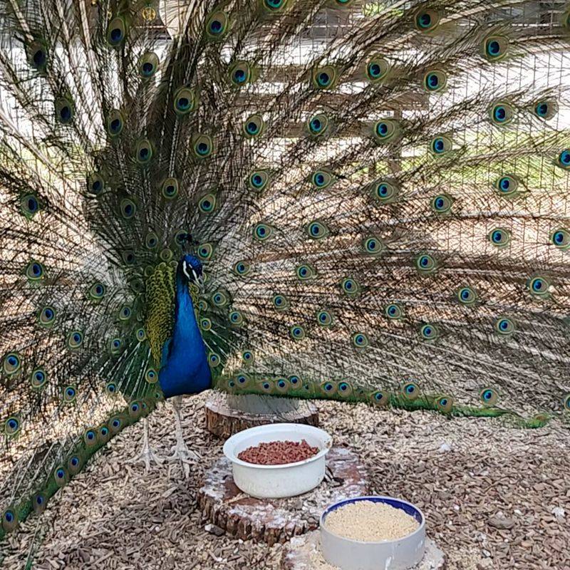 Peacocks Strutting Across the Grounds Peacocks Strutting Across the Grounds