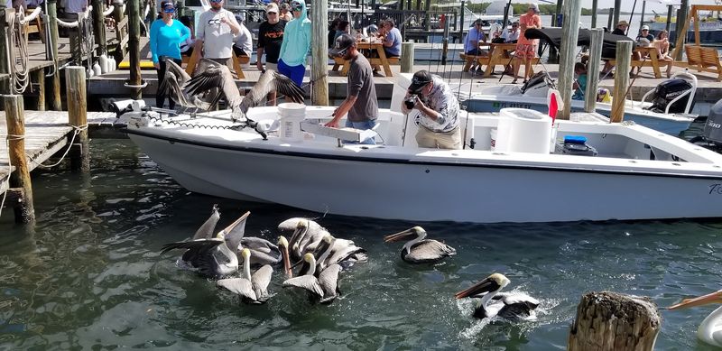 Pelicans, Boats, And Free Entertainment