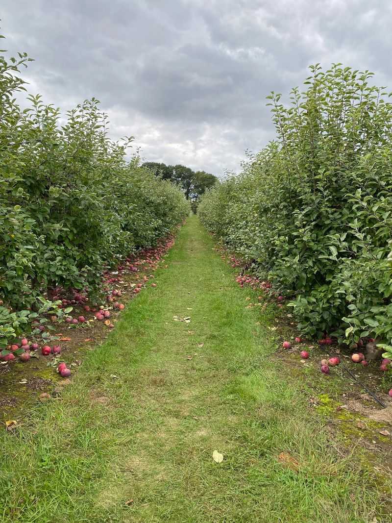Pick-Your-Own Apple Orchards Pick-Your-Own Apple Orchards
