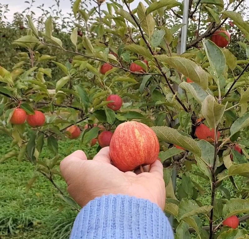 Pick-Your-Own Apples Done Right