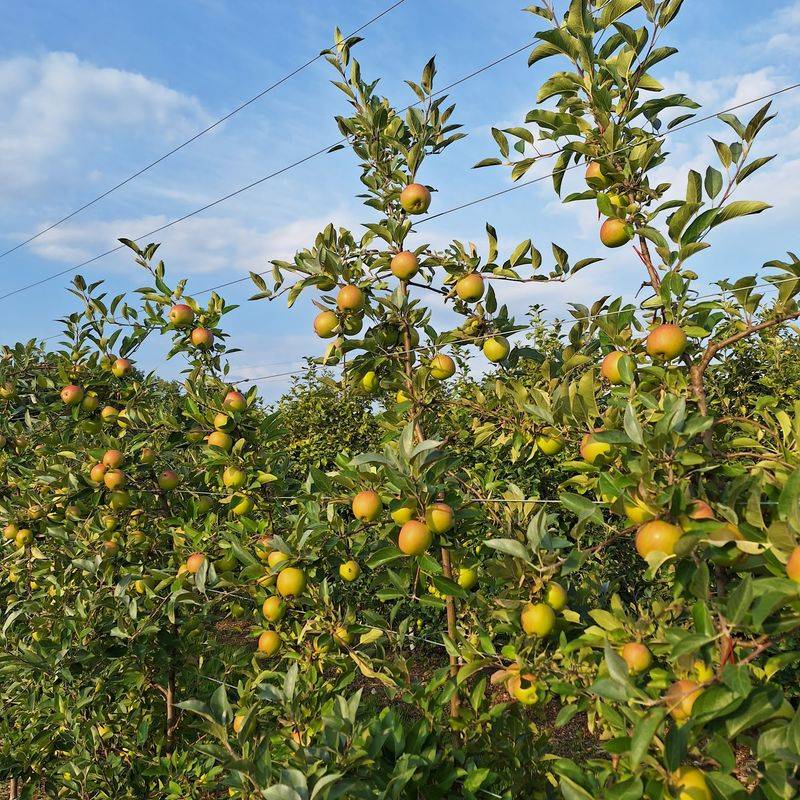 Pick Your Own Apples
