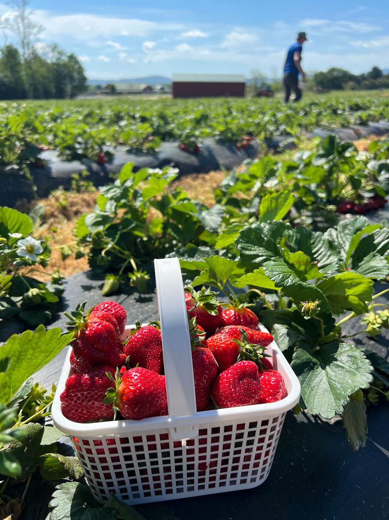 Pick-Your-Own Options That Rotate All Season