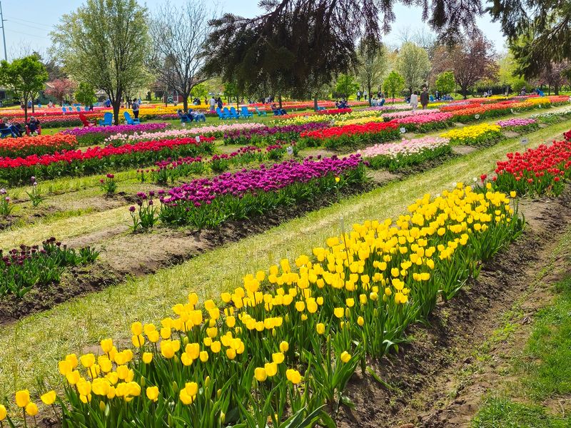 Pick-Your-Own Tulips Let You Take the Beauty Home
