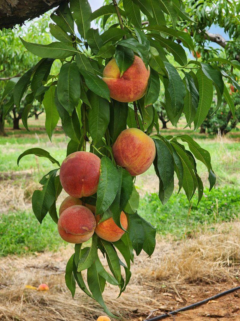 Picking Peaches Straight From the Trees Picking Peaches Straight From the Trees