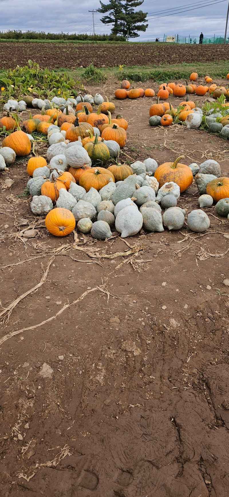 Picking Your Own Apples And Pumpkins