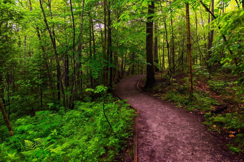 Pine Forest Vibes That Feel Like a Scene From a Fairy Tale Pine Forest Vibes That Feel Like a Scene From a Fairy Tale