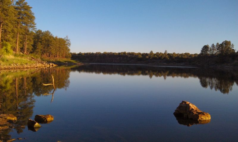 Pines, Blue Skies, And A Calm Shoreline
