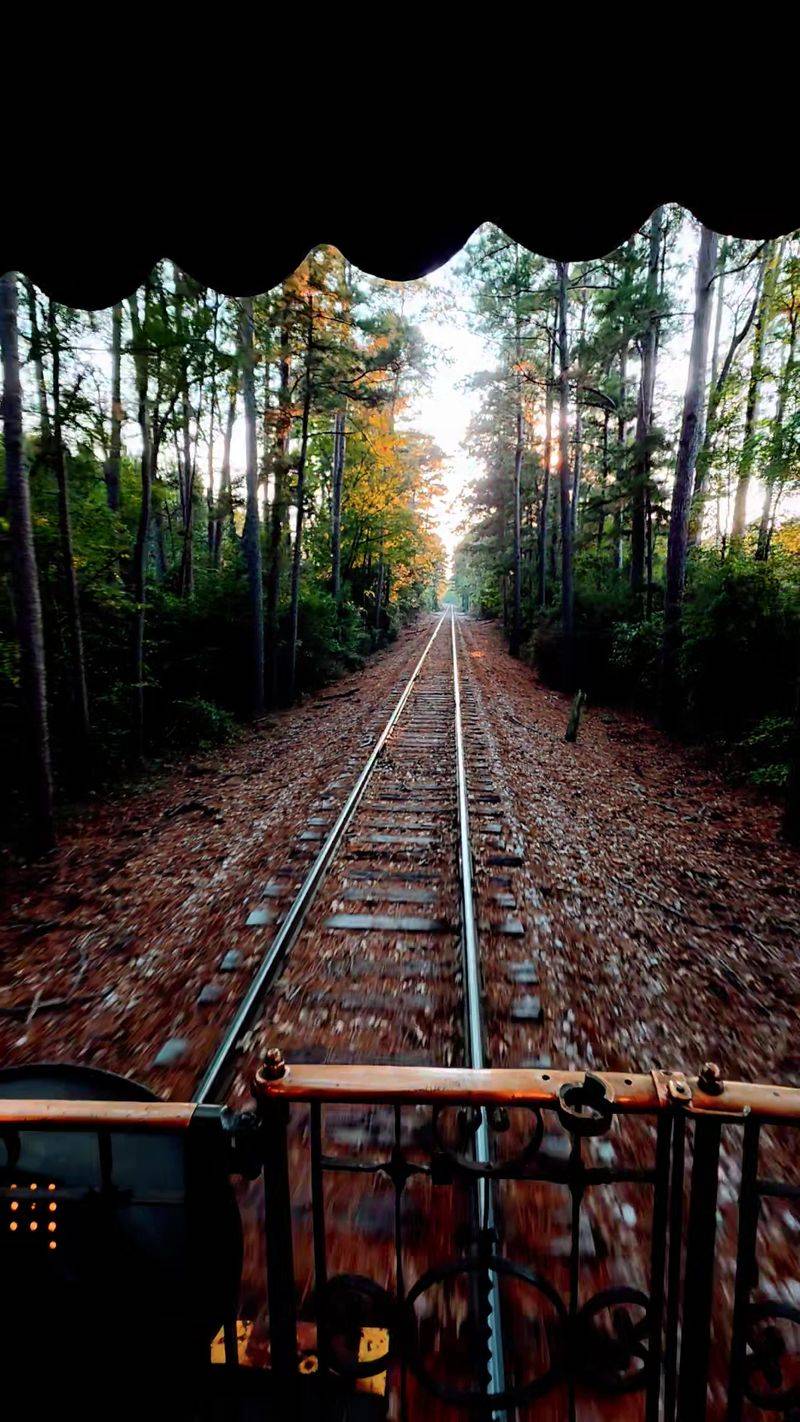 Piney Woods Scenery Along The Route