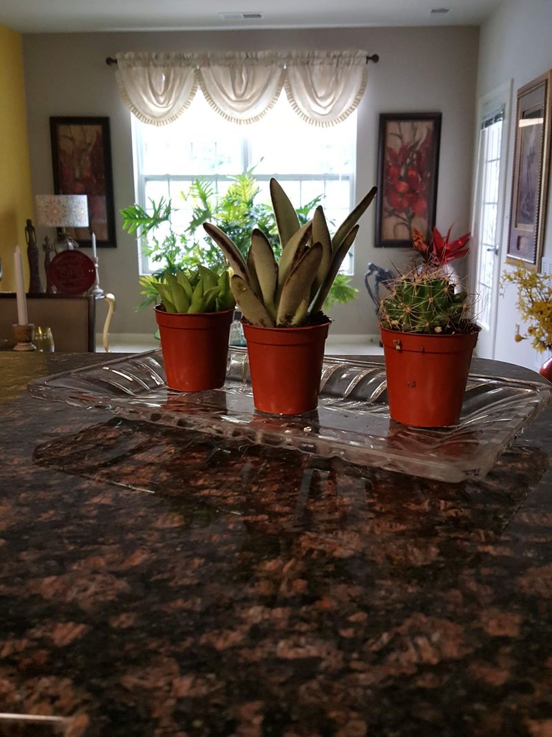 Planning a Visit and What to Expect
