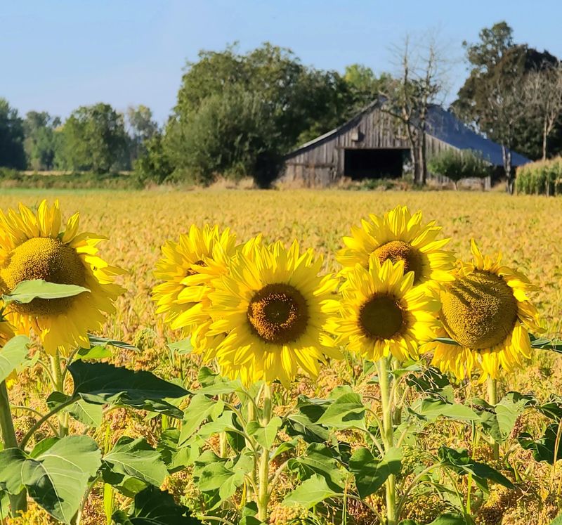 Practical Tips for Making the Most of Your Visit
