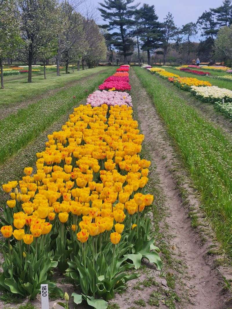 Practical Tips for Planning Your Visit to Veldheer Tulip Gardens