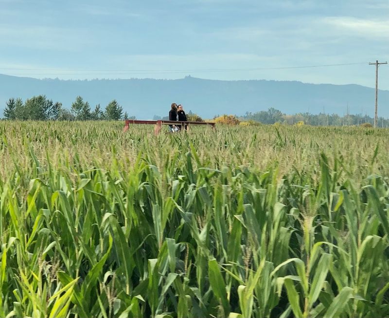 Pumpkin Patches and Fall Festivals Full of Charm