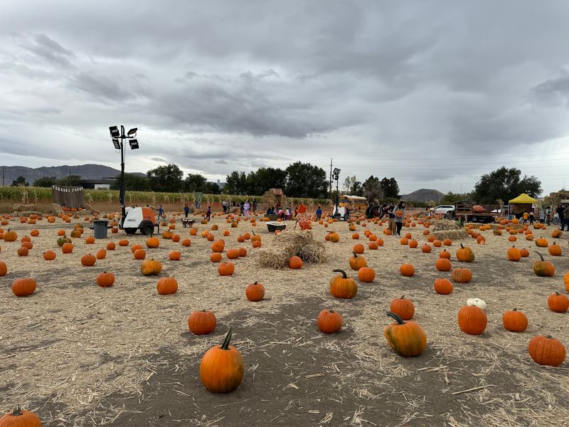 Pumpkin Season In Full Swing