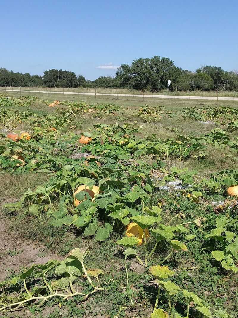 Pumpkins And A Fall Chapter Too