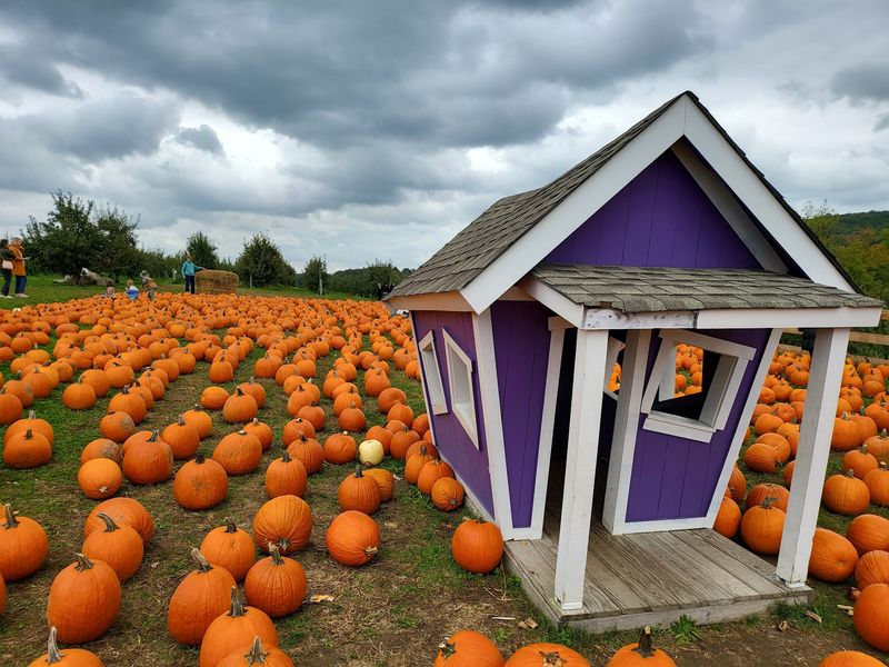 Pumpkins And Gourds For Every Purpose
