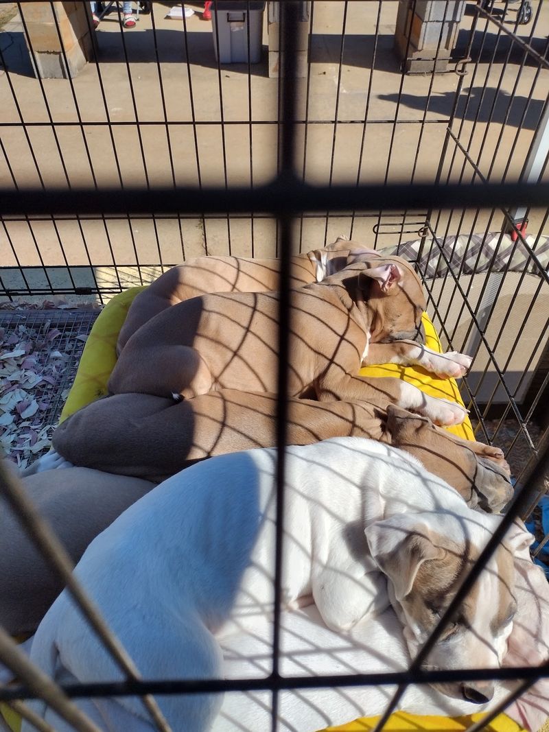 Puppies, Roosters, and a Whole Pet Alley