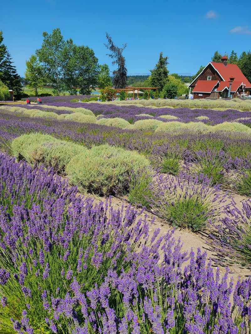 Purple Haze Lavender Farm, Sequim, Washington Purple Haze Lavender Farm, Sequim, Washington