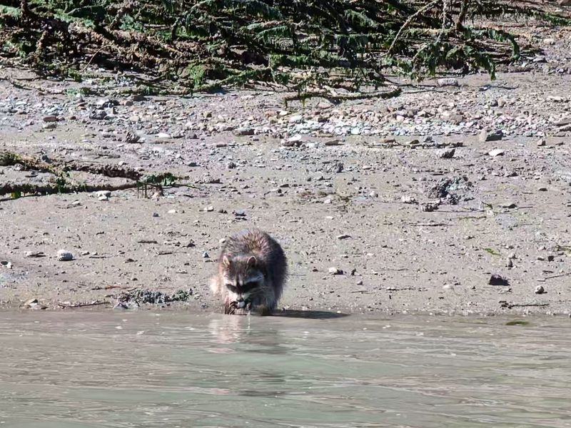 Raccoons Rule The Shoreline