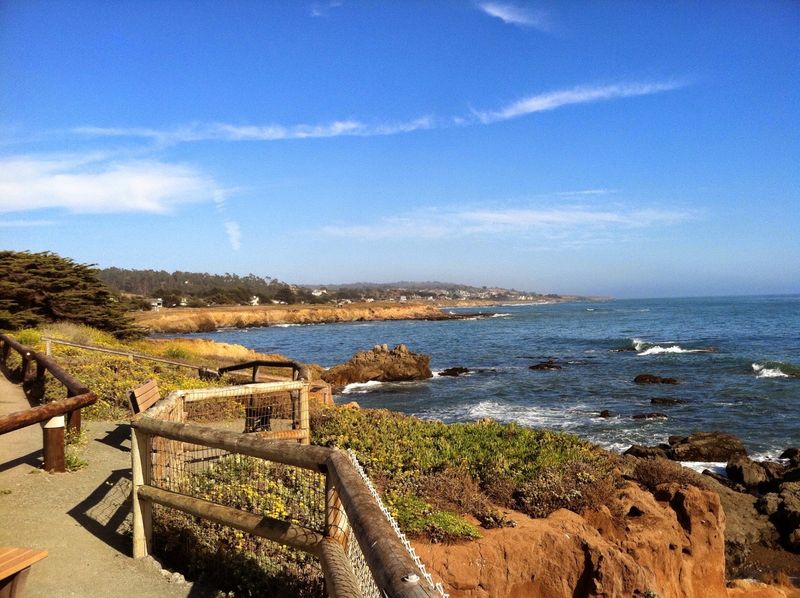 Rare Pines Meet the Pacific Rare Pines Meet the Pacific