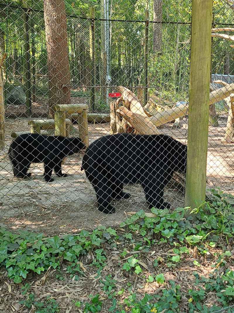 Red Wolves and the Story of a Species Red Wolves and the Story of a Species