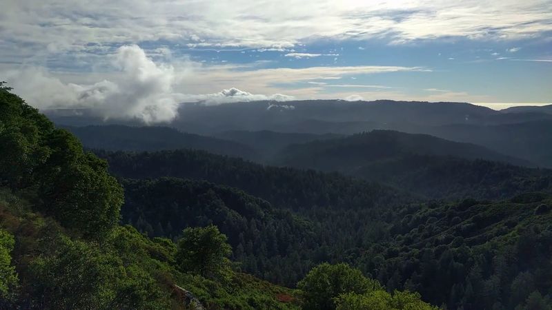Redwoods, Moss, and Mountain Views