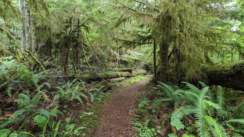 Rockport State Park, Rockport, Washington