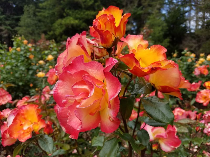Roses, Rhododendrons, and Seasonal Blooms Roses, Rhododendrons, and Seasonal Blooms