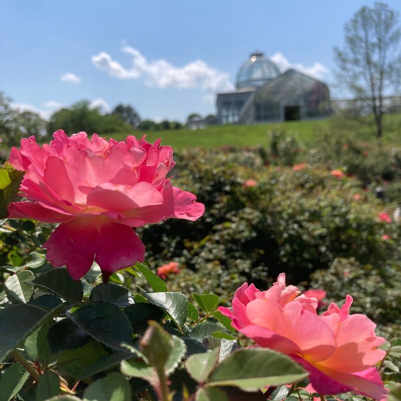 Roses in Full Swing
