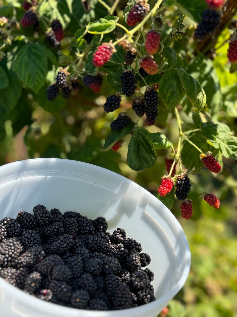 Rowell Bros. Berry Farm, Newberg, Oregon