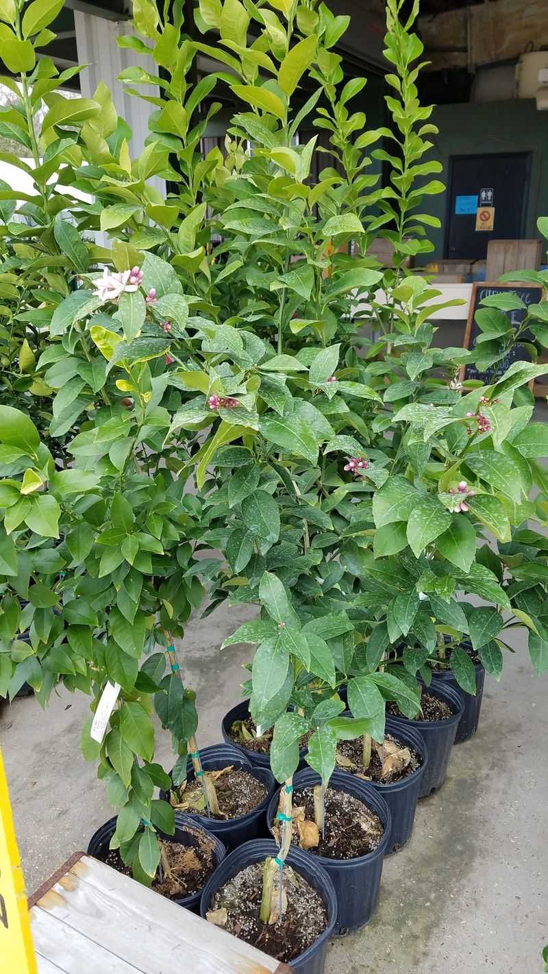 Rows Of Fruit Trees To Take Home