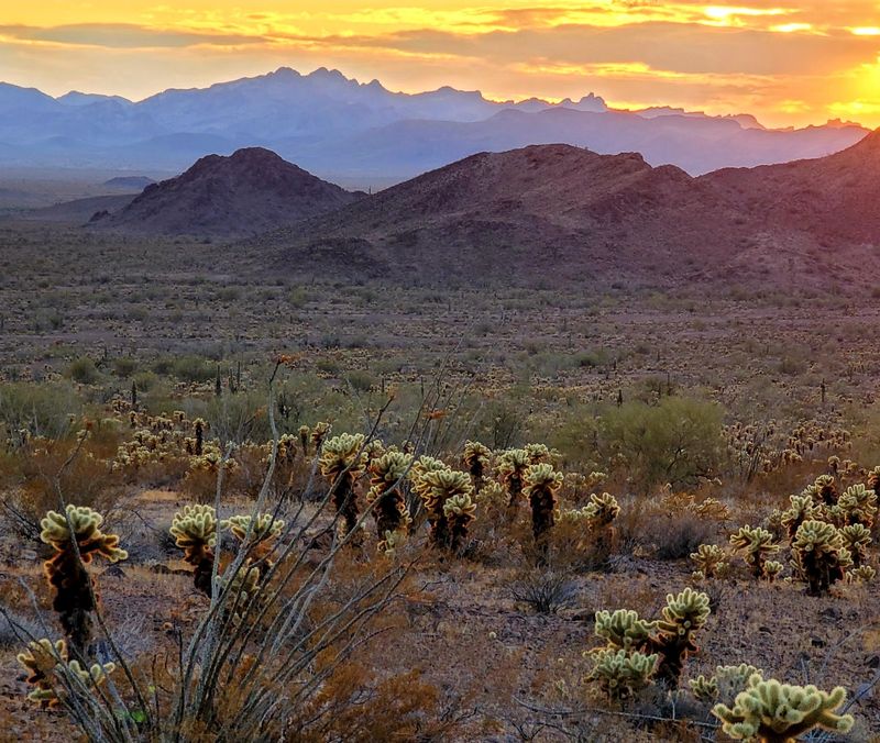 Saguaro Cacti Forests That Paint the Desert in Living Sculpture Saguaro Cacti Forests That Paint the Desert in Living Sculpture