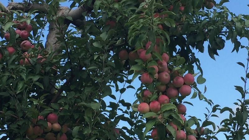 Samascott Orchards, Kinderhook, NY