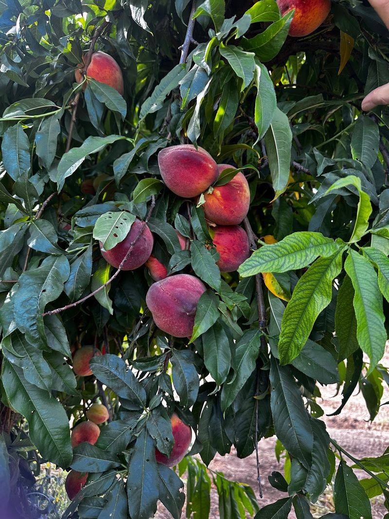 Schnepf Farms, Queen Creek, Arizona