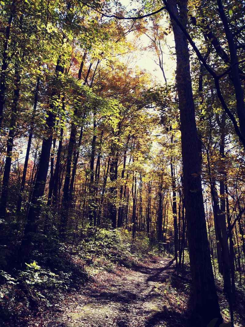 Shaded Hiking Trails That Take You Deep Into the Woods