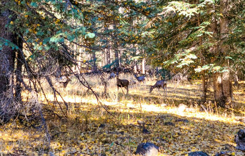 Sharing The Woods With Wildlife