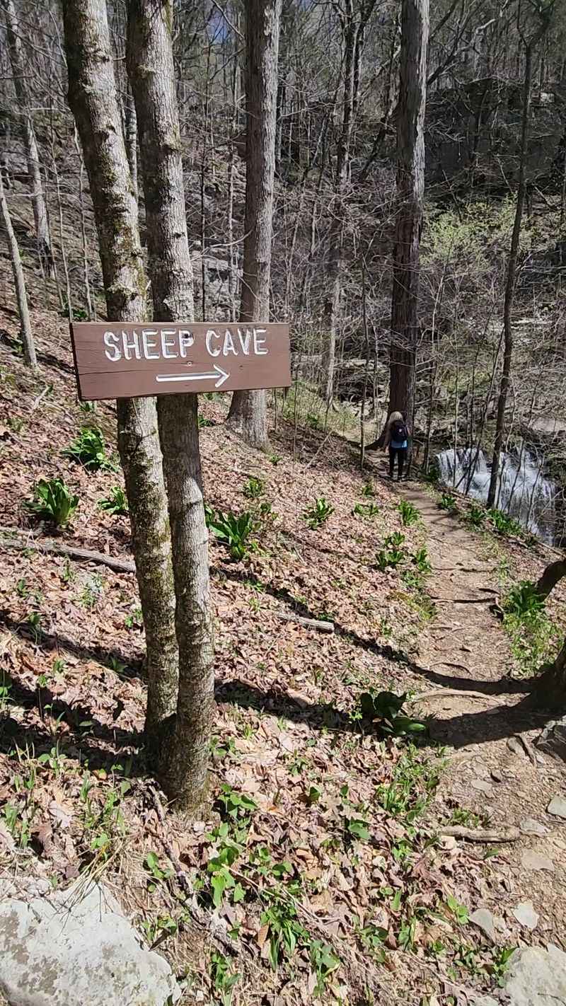Sheep Cave And The Sleeping Bats Sheep Cave And The Sleeping Bats