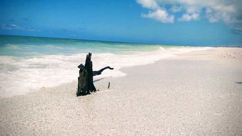 Shell Hunting on One of Florida's Best Beaches Shell Hunting on One of Florida's Best Beaches