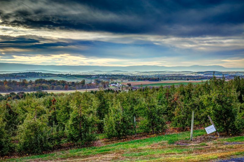 Showalter's Orchard, Timberville, Virginia