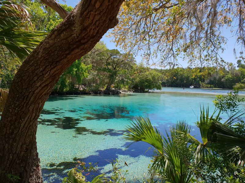 Silver Glen Springs, Salt Springs