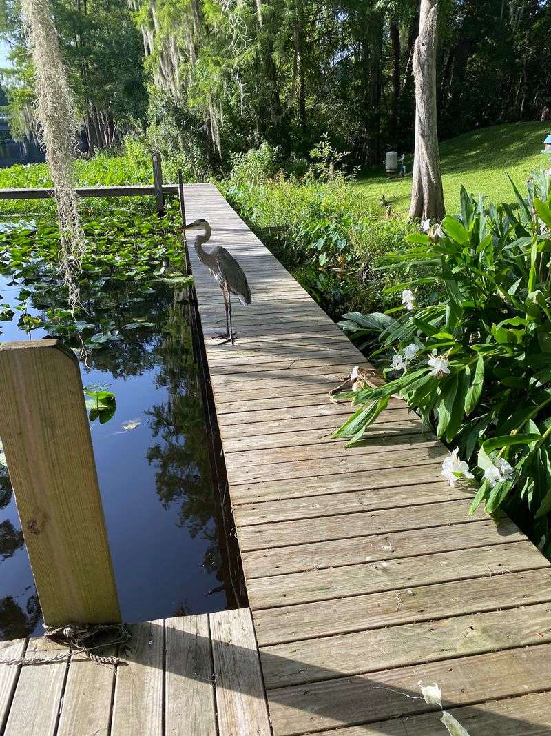Silver Springs and Its Glass-Bottom Boats