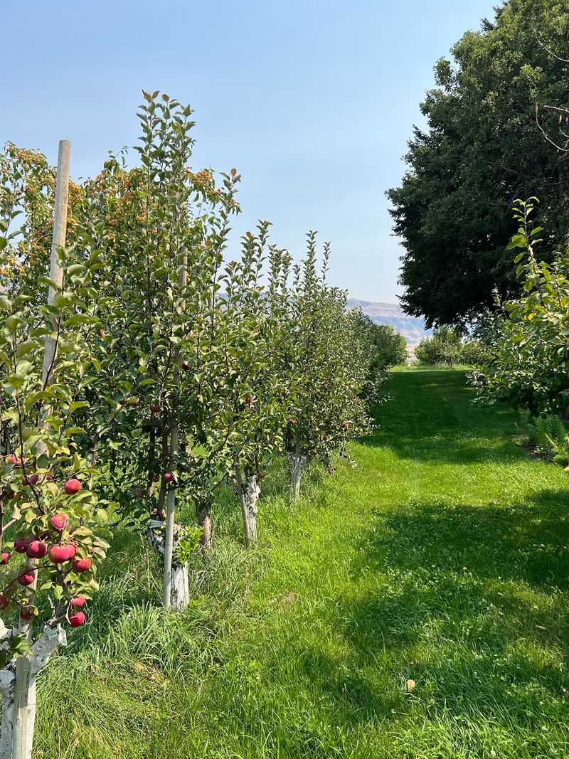 Snowdrift Cider Co., East Wenatchee, Washington