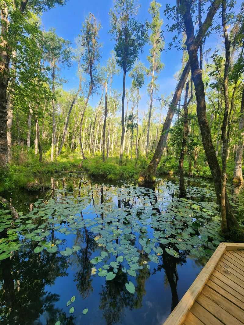 Spanish Moss and Southern Scenery