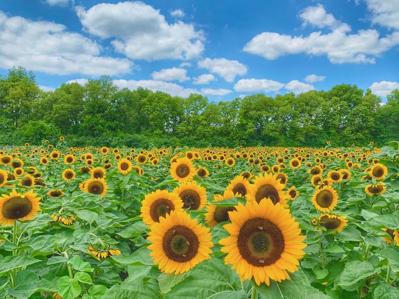 Spencer Farm - Noblesville, Indiana