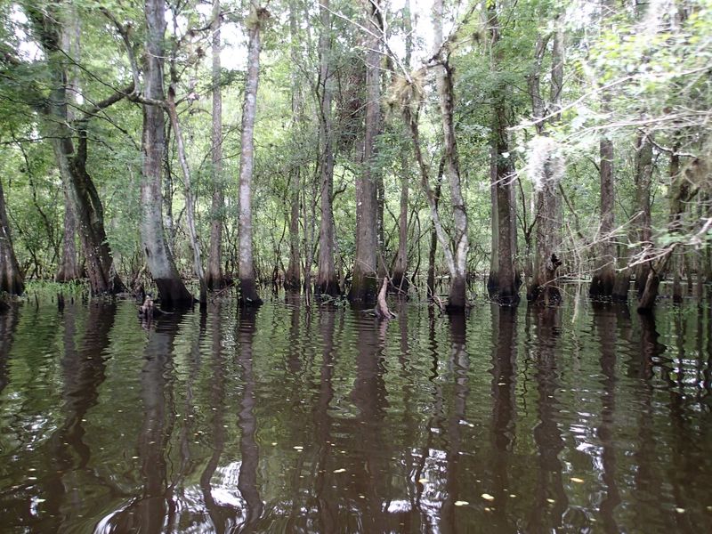 Spotting Manatees Along the River Spotting Manatees Along the River