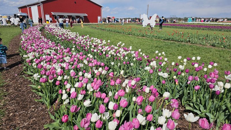 Spring Tulip Days